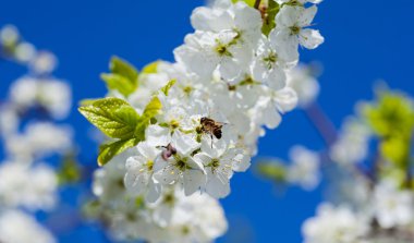 Elma çiçeği arıya; bir güzel bahar elma ağacı closeup bir
