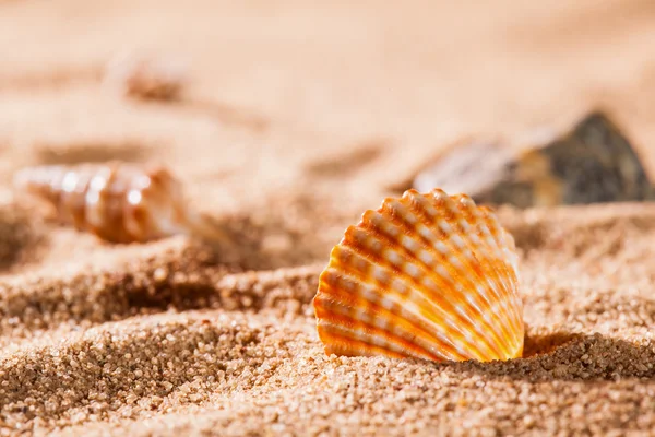 Seashells on the sunny beach — Stock Photo, Image