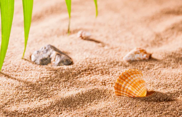 Seashells on the sunny beach — Stock Photo, Image