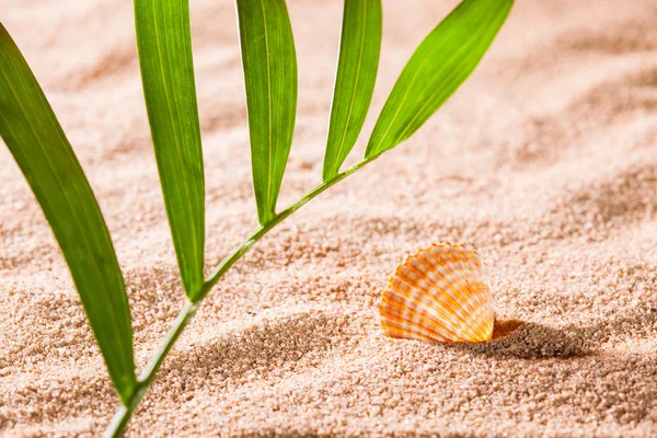 Seashells on the sunny beach — Stock Photo, Image
