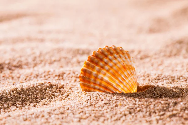 Seashell on the sunny beach — Stock Photo, Image