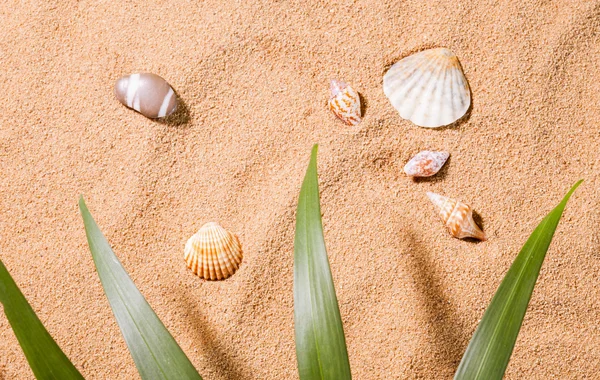 Seashells on the sunny beach — Stock Photo, Image