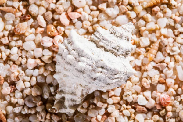 Macro shot of beautiful seashells — Stock Photo, Image