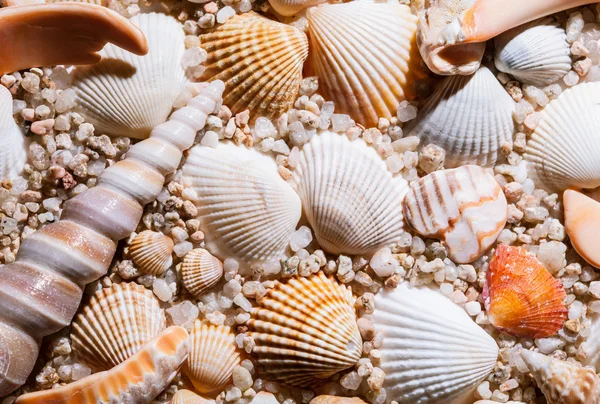 Makroaufnahme schöner Muscheln — Stockfoto