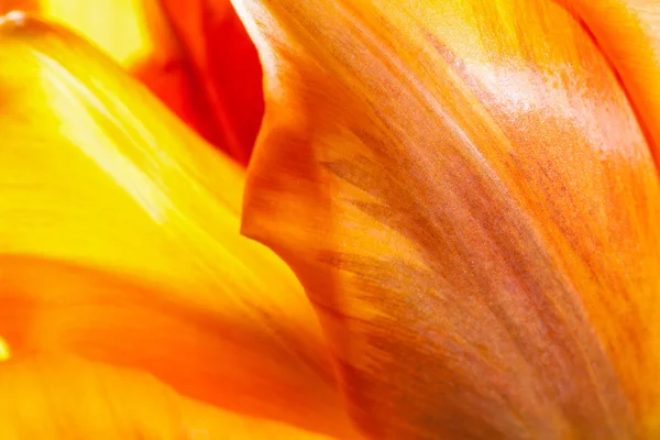 Belles tulipes naturelles — Photo