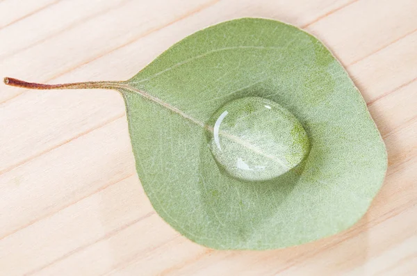 Folha de eucalipto fresco com gota de água — Fotografia de Stock
