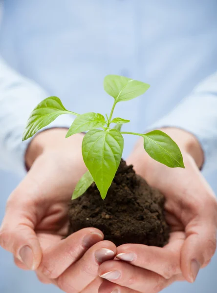 Manos humanas sosteniendo planta joven —  Fotos de Stock