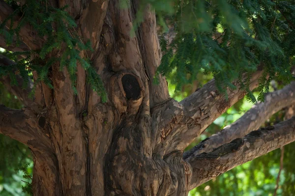Старое дерево в парке — стоковое фото