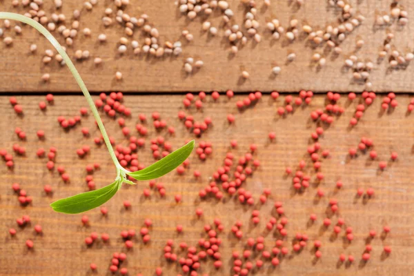 Dry seeds of radish and carrot, green cucumber sprout — Stock Photo, Image