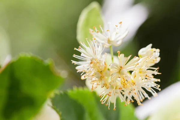 Beautiful Lime blossom — Stock Photo, Image