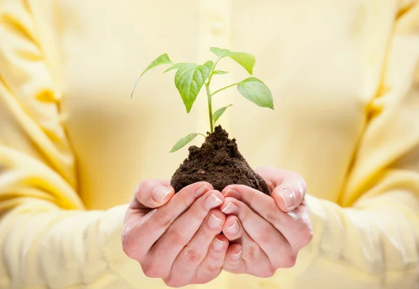 Emberi kéz tartja a fiatal növény — Stock Fotó