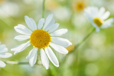 Yaz otlağında papatyalar
