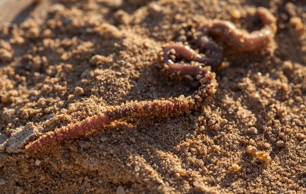 EARTHWORM in bodem closeup — Stockfoto