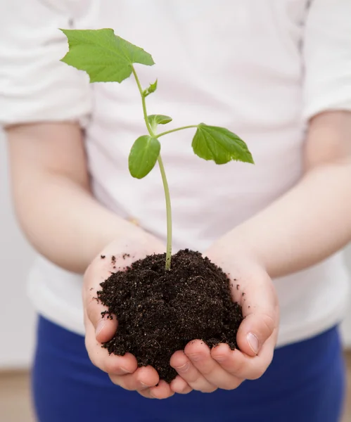 Manos de una planta de explotación infantil —  Fotos de Stock