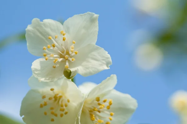 Jasmine flowers on  background — Stock Photo, Image