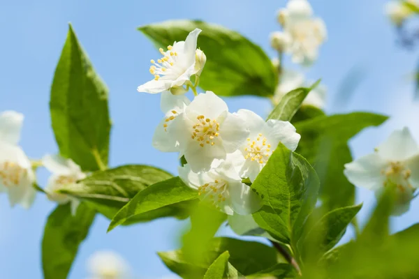 Jasmine flowers on  background — Stock Photo, Image