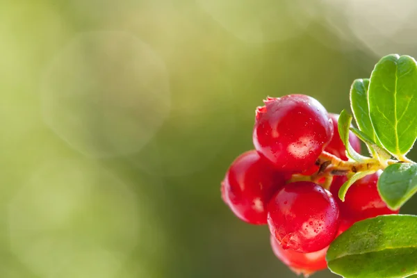 Bilberry merah di hutan — Stok Foto