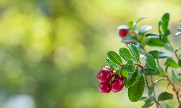 Mirtillo rosso nella foresta — Foto Stock