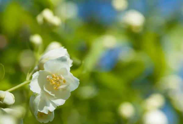 Jasmine flowers on background — Stock Photo, Image