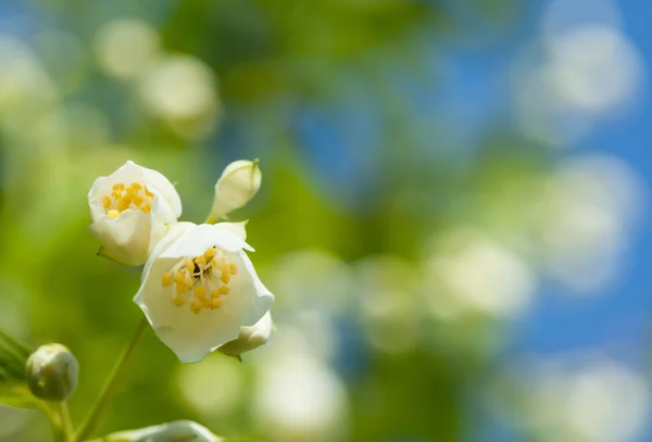 Jasmijn bloemen op achtergrond — Stockfoto