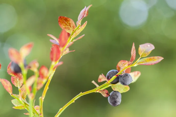 Vaksinium myrtillus (bilberry ) — Stok Foto