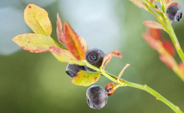 Vaccinium myrtillus (월 귤 나무속) — 스톡 사진
