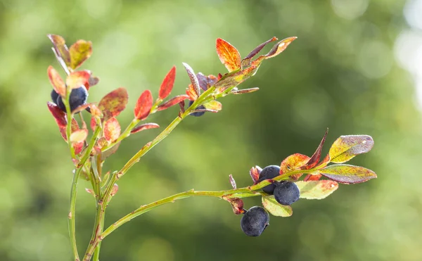 Vaccinium myrtillus (bilberry) — Stock Photo, Image