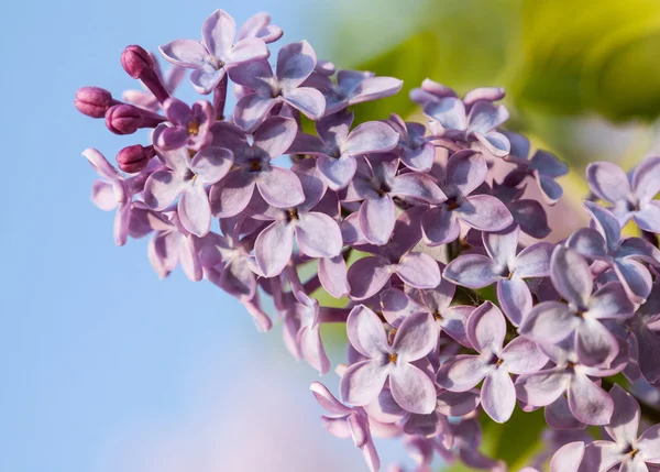 Purple lilac (Syringa) — Stock Photo, Image