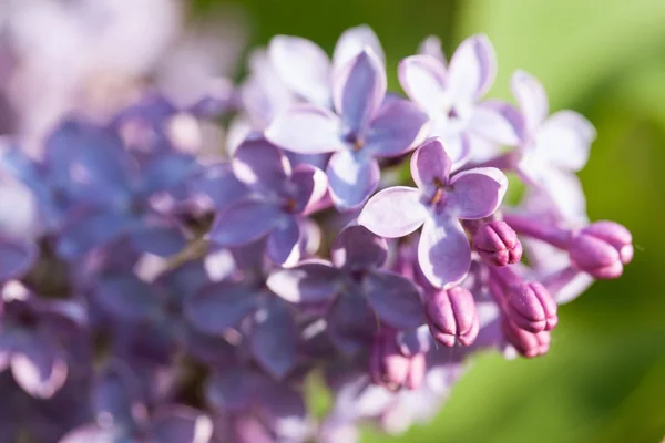 Purple lilac (Syringa) — Stock Photo, Image