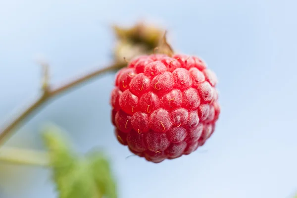 Framboise mûre contre ciel bleu — Photo