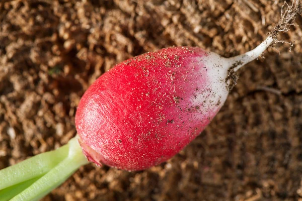 Fresh Radijs op achtergrond — Stockfoto