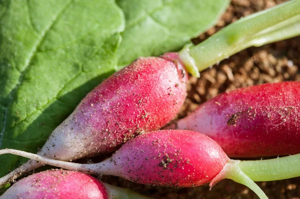 Fresh Radijs op achtergrond — Stockfoto