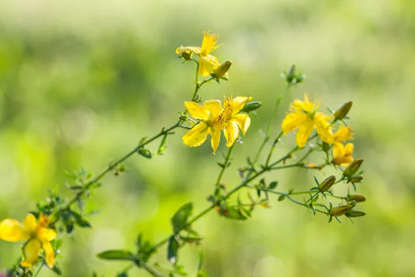 Tutsan （金丝桃属植物）-微距拍摄 — 图库照片