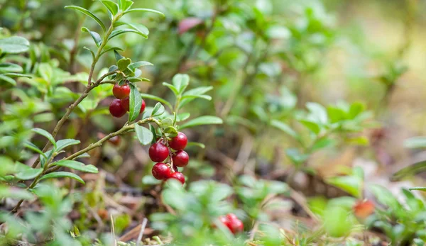 Red bilberry  in forest — Stock Photo, Image