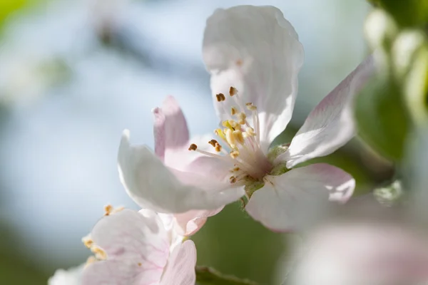 Bloeiende appelboom — Stockfoto