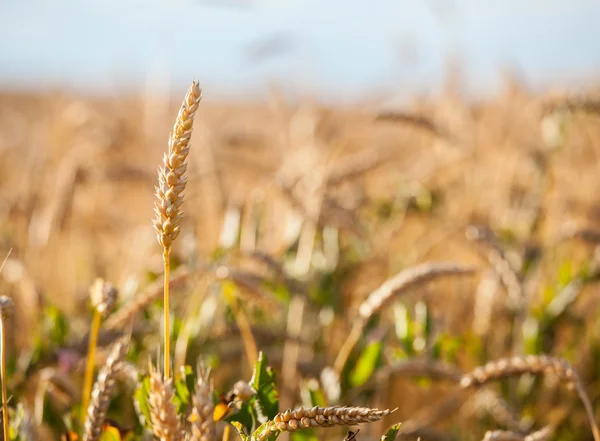 Ripe wheat in a field — Stock Photo, Image