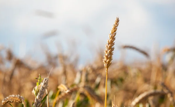 Ripe wheat in a field — Stock Photo, Image