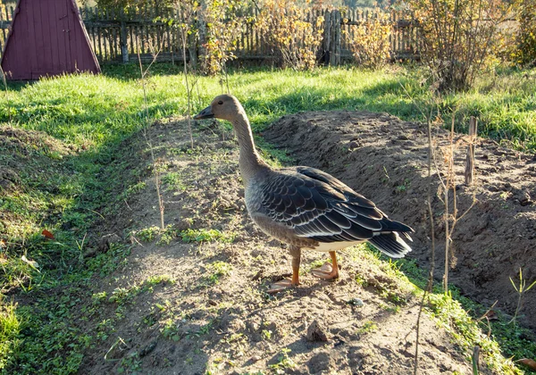 Grå gåsen på trädgården — Stockfoto