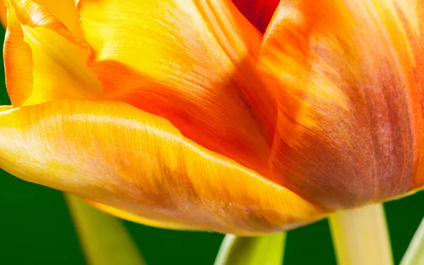 Tulipán hermoso natural —  Fotos de Stock