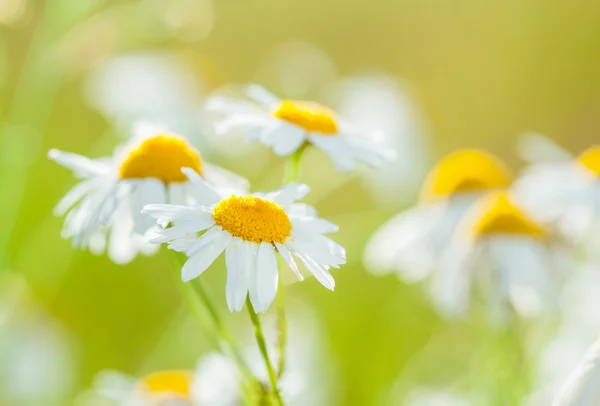 Heřmánky na letní louce — Stock fotografie