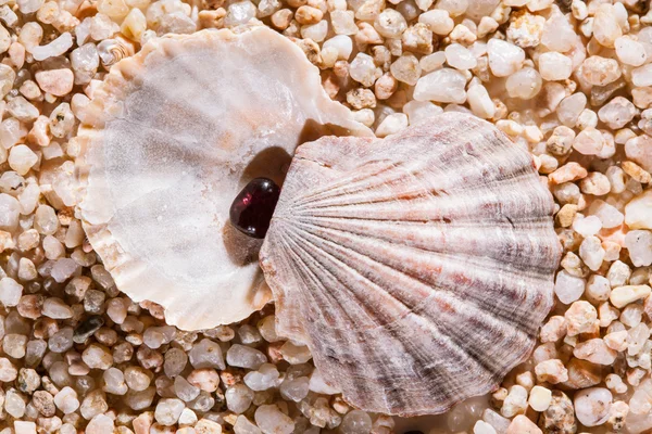 Bello Seashells sfondo — Foto Stock