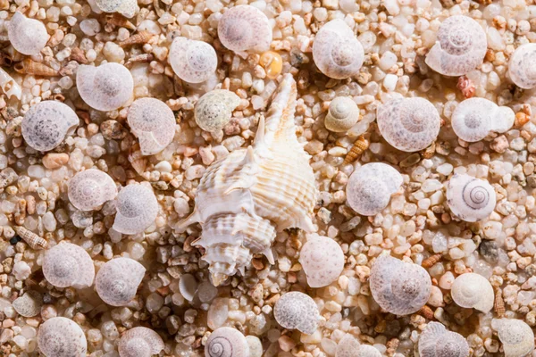 Schöne Muscheln Hintergrund — Stockfoto