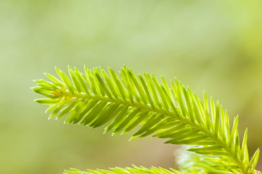 firtree'nın genç Şubesi