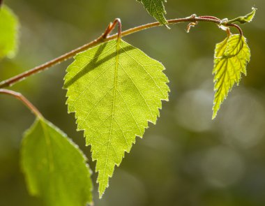 Huş ağacı dalı parçası