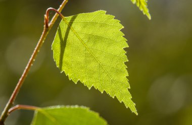 Huş ağacı dalı parçası