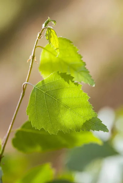 Fragmen dari cabang birch — Stok Foto