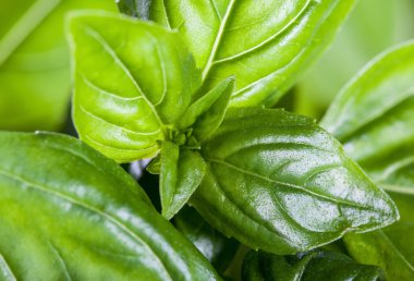 Taze fesleğen - makro