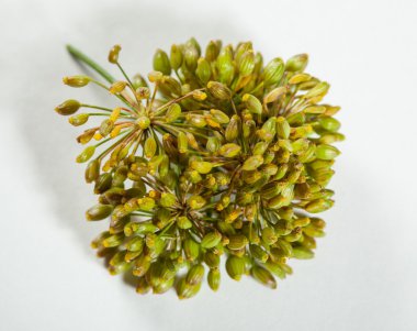 Dereotu önümüzdeki yakın çekim