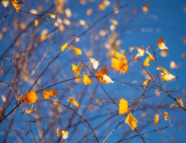 Sarı yapraklar bir huş