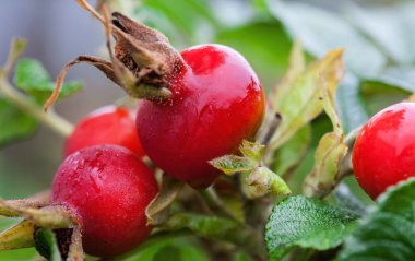 Olgun kuşburnu çilek